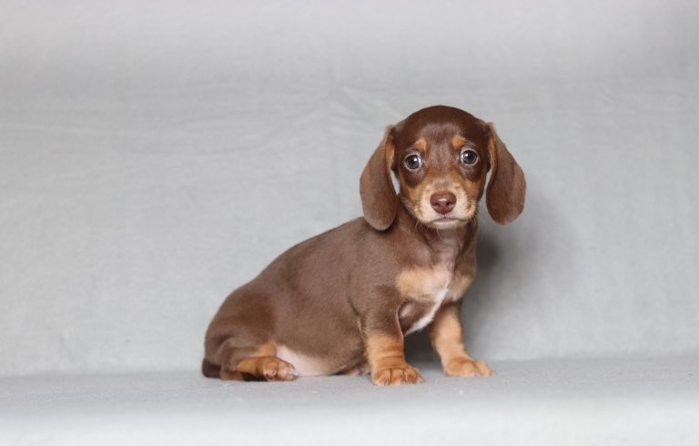 0135aaa Danae miniture Dachshund-the puppy lodge