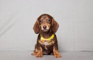 0135aaa danae the mini dachshund-the puppy lodge