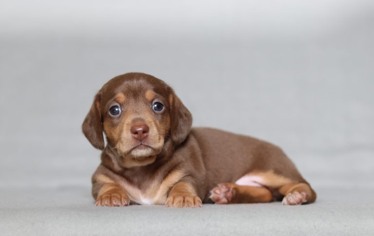 0135aaa danae the mini dachshund-the puppy lodge