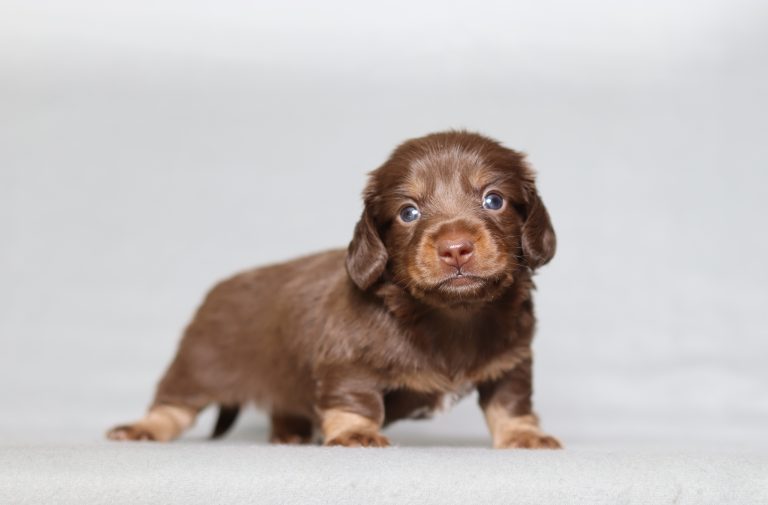 0138a Delon the mini dachshund-the puppy lodge