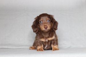 0138aaa delon the mini dachshund-the puppy lodge