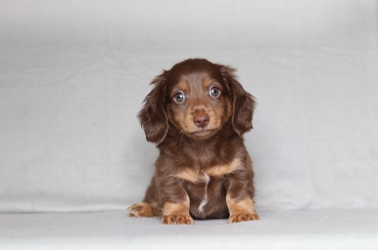 0138aaa delon the mini dachshund-the puppy lodge