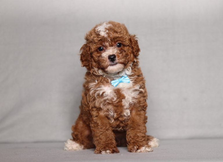 0723aaa luther the mini poodle-the puppy lodge
