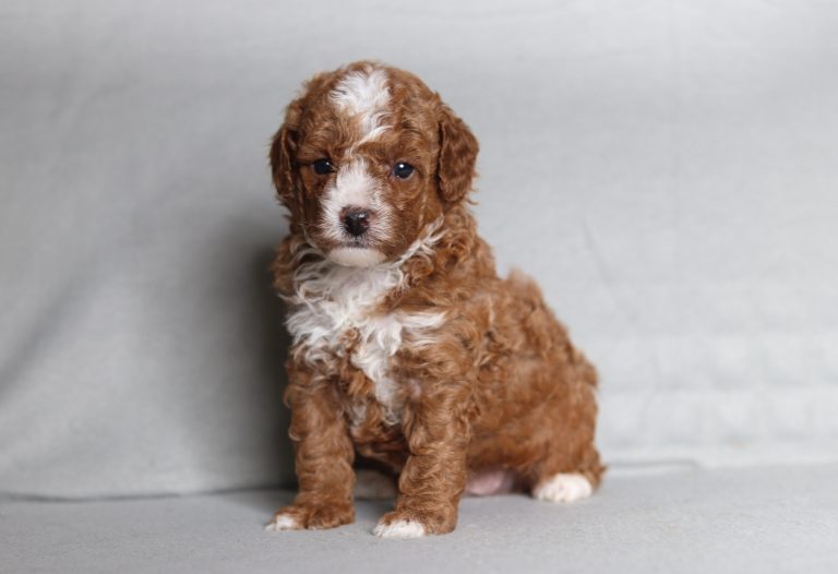 0723aa luther the mini poodle-the puppy lodge