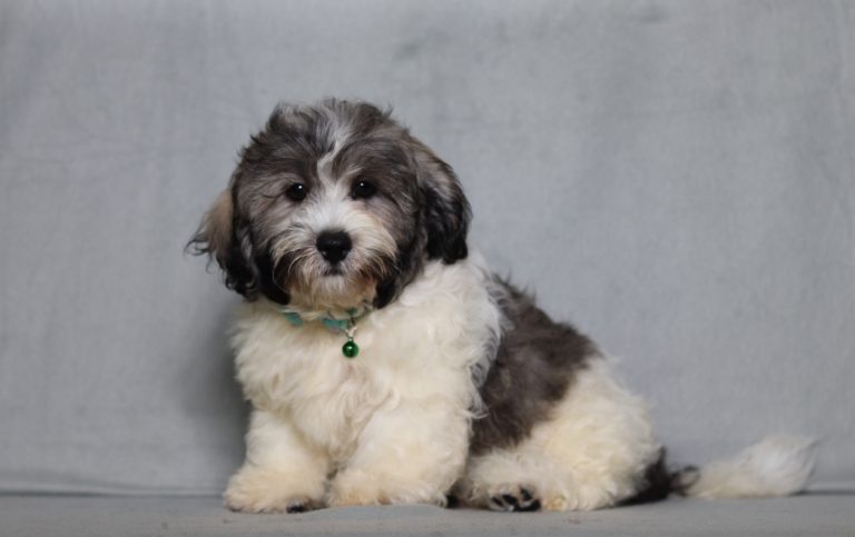 0724aaa caramel the teddy bear-the puppy lodge