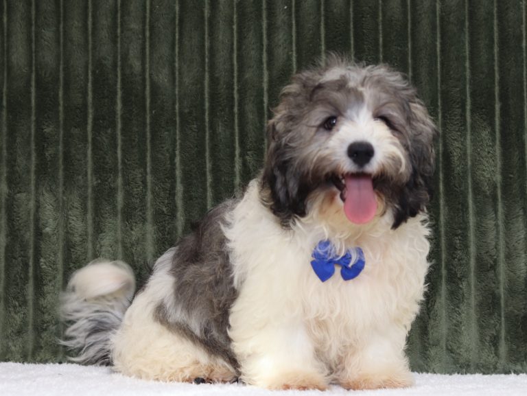 0724a caramel the teddy bear-the puppy lodge