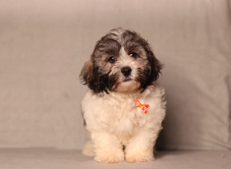 0724aaa caramel the teddy bear-the puppy lodge