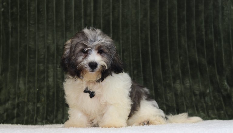 0724aaa caramel the teddy bear-the puppy lodge