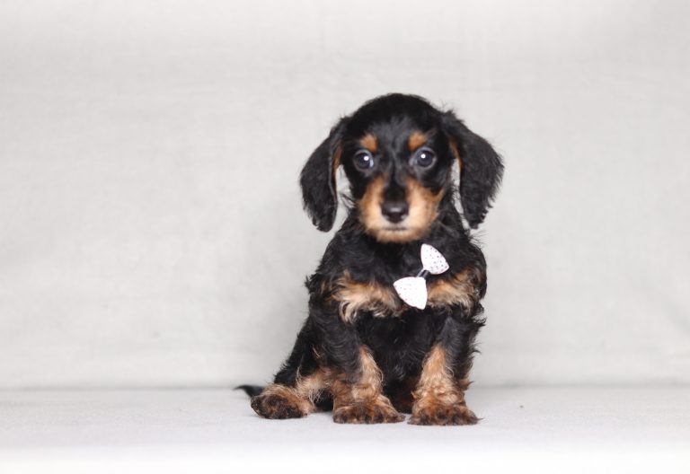 0725aa Porter the doxypoo-the puppy lodge