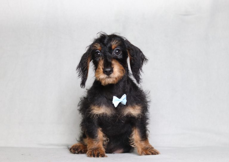 0725aaa porter the doxypoo-the puppy lodge