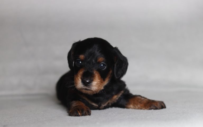 0725a Porter the mini doxypoo-the puppy lodge