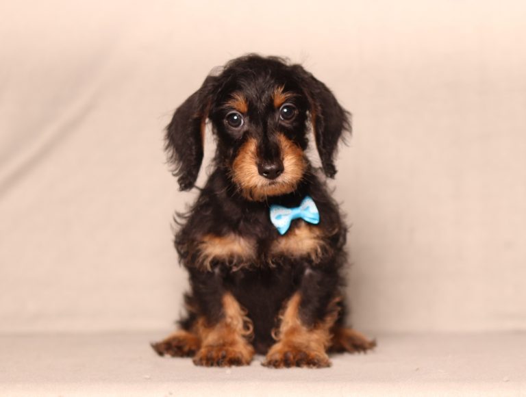 0725aa porter the doxypoo-the puppy lodge