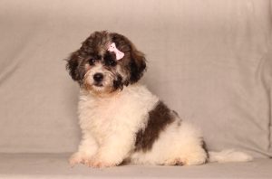 Fluffy black and white puppy with a pink bow on its head sits against a gray backdrop.