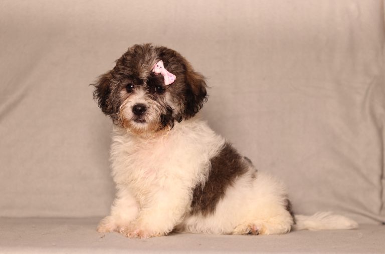 Fluffy black and white puppy with a pink bow on its head sits against a gray backdrop.