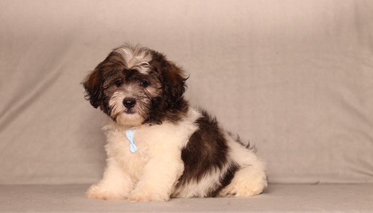 0735aaa calvin the teddy bear the puppy lodge