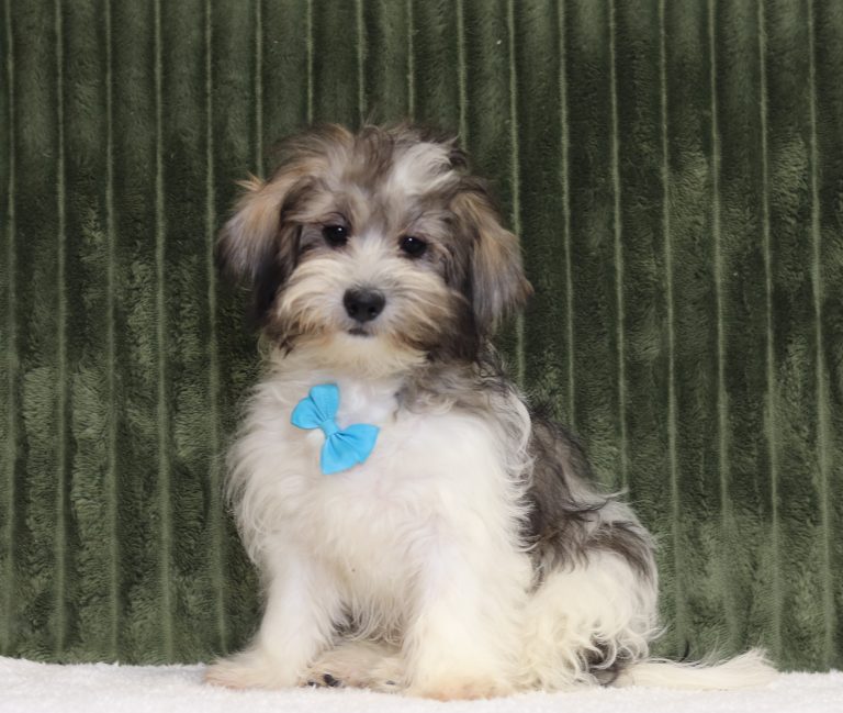 0735aaa calvin the teddy bear-the puppy lodge