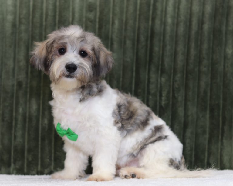 0735aa calvin the teddy bear-the puppy lodge-the puppy lodge