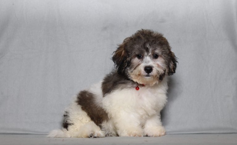 0736aaa cameron the teddy bear-the puppy lodge