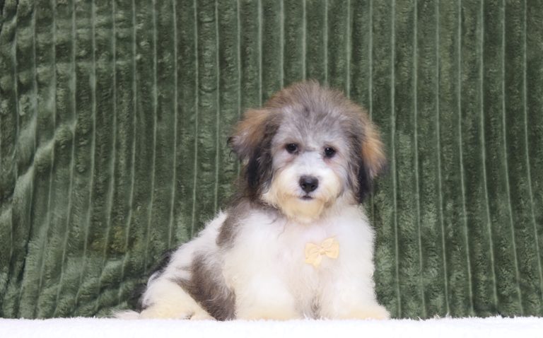 0736aa cameron the teddy bear-the puppy lodge