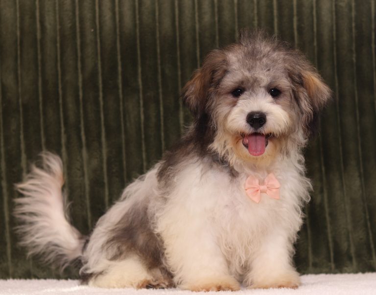 0736a cameron the teddy bear-the puppy lodge