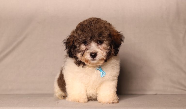 0736aaa cameron the teddy bear-the puppy lodge
