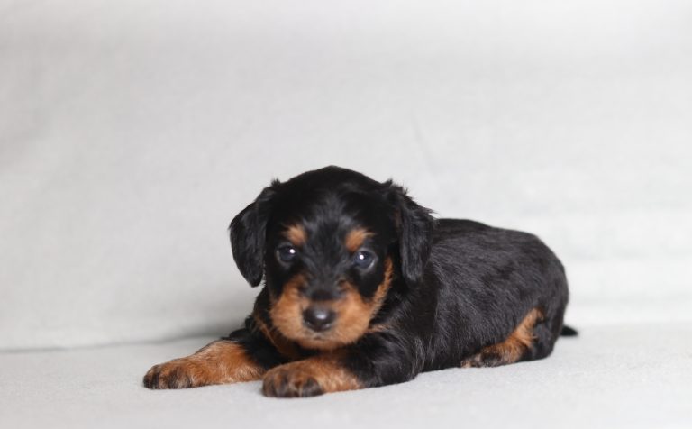 0739aaa prince the mini doxypoo-the puppy lodge
