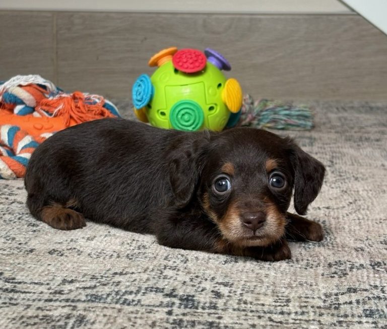 0740a Patty the mini doxypoo-the puppy lodge