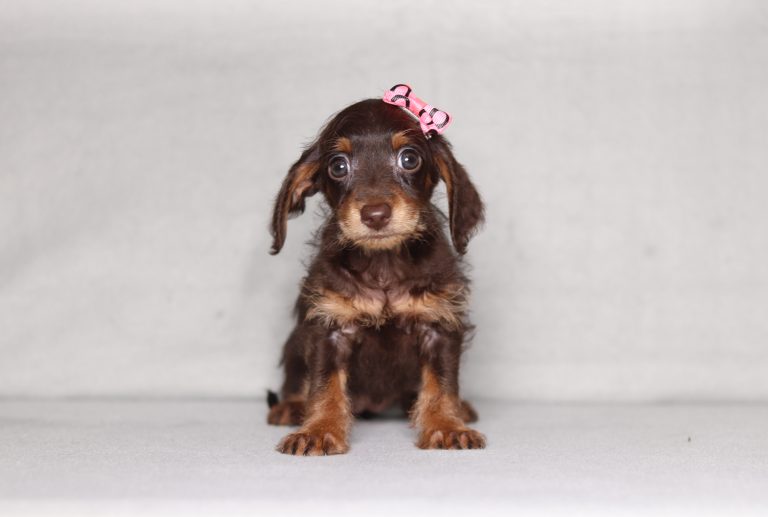 Brown dachshund puppy with a pink bow on its head sitting on a light gray backdrop.