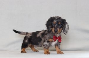 2920aaa jackson the mini dachshund-the puppy lodge