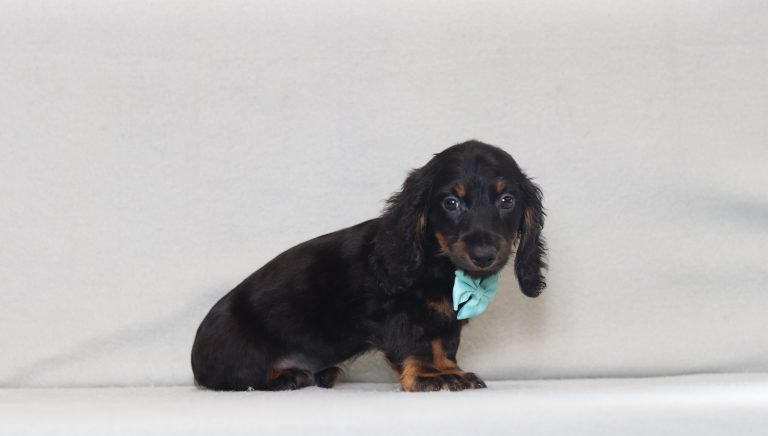 2921aaa jared the mini dachshund-the puppy lodge