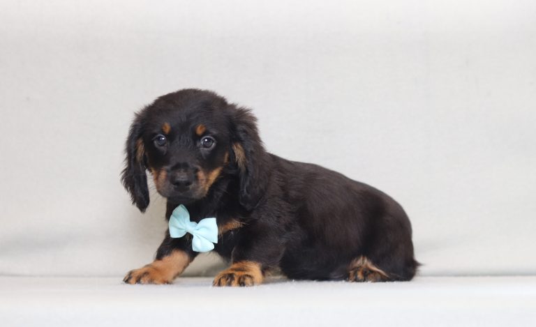 2922aaa john the mini dachshund-the puppy lodge