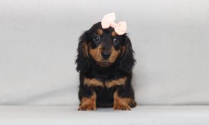 2923aa julie thre mini dachshund-the puppy lodge
