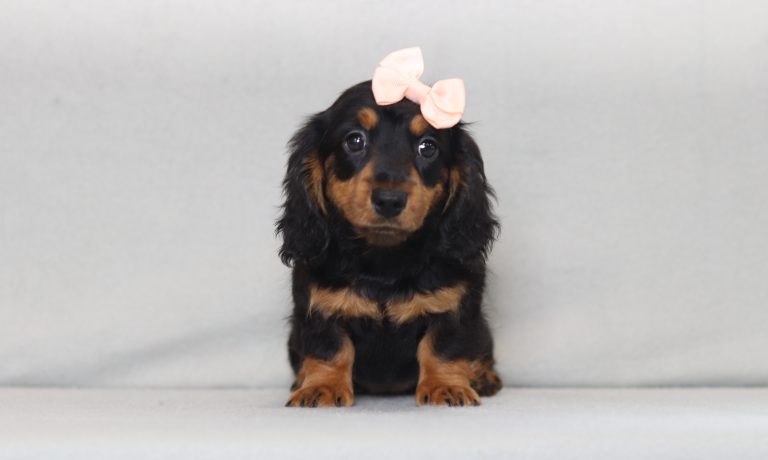 2923aa julie thre mini dachshund-the puppy lodge