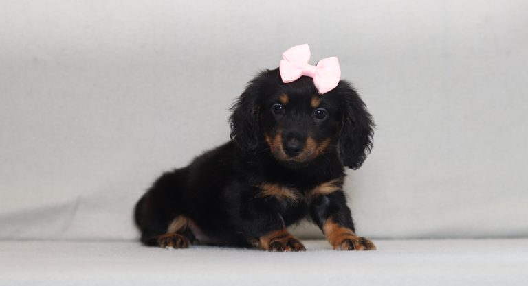 2924aa jezebel the mini dachshund-the puppy lodge