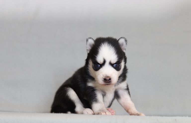 4123aaaGracie the pomsky-the puppy lodge