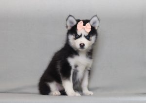 4123aaa-gracie the pomsky-the puppy lodge