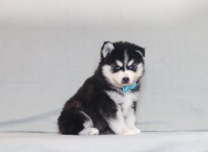 4137aaa Jaren the pomsky-the puppy lodge