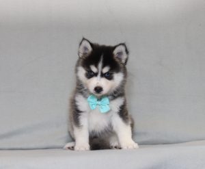 4138aaa jamie the pomsky-the puppy lodge