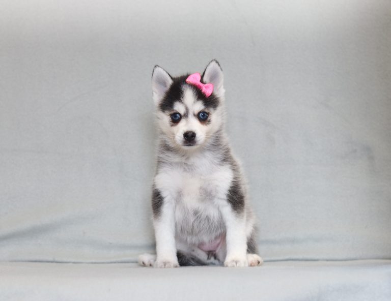 4139aaa Jackie the pomsky-the puppy lodge