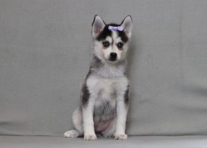 Husky puppy with blue eyes wearing a purple bow, sitting against a gray background on a plain surface.