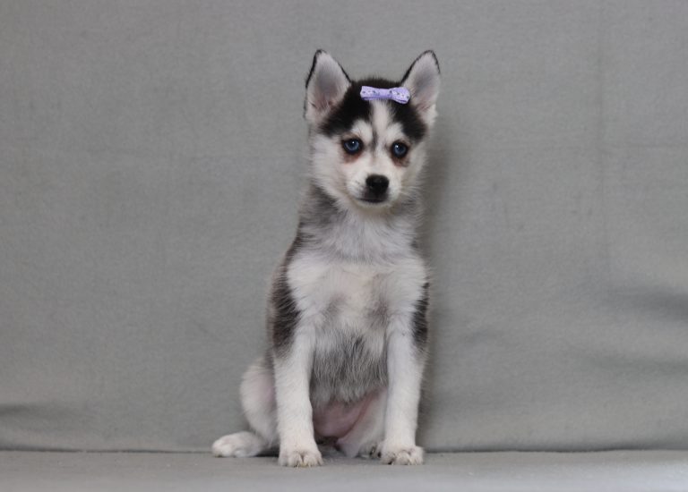 Husky puppy with blue eyes wearing a purple bow, sitting against a gray background on a plain surface.