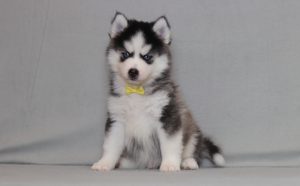 4147aaa galt the pomsky-the puppy lodge