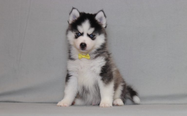 4147aaa galt the pomsky-the puppy lodge