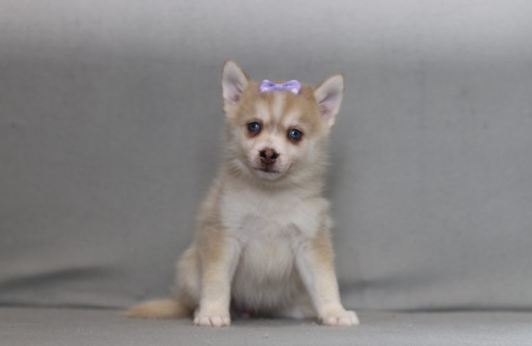 4150aaa gada the pomsky-the puppy lodge