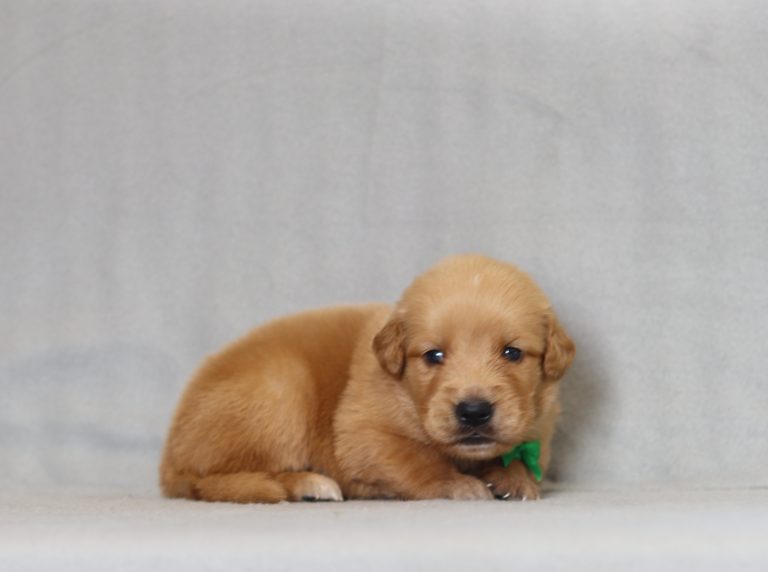 4152aaa Aaron the golden retreiver-the puppy lodge