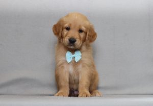4152aaa aaron the golden retreiver-the puppy lodge
