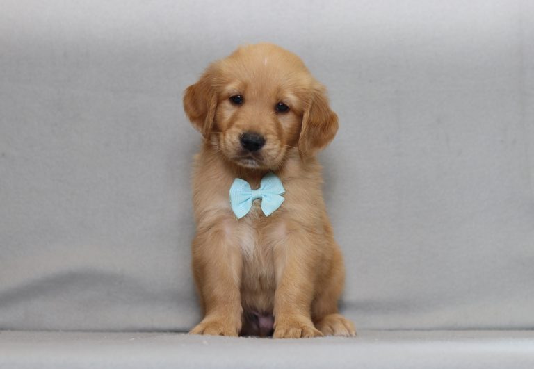 4152aaa aaron the golden retreiver-the puppy lodge
