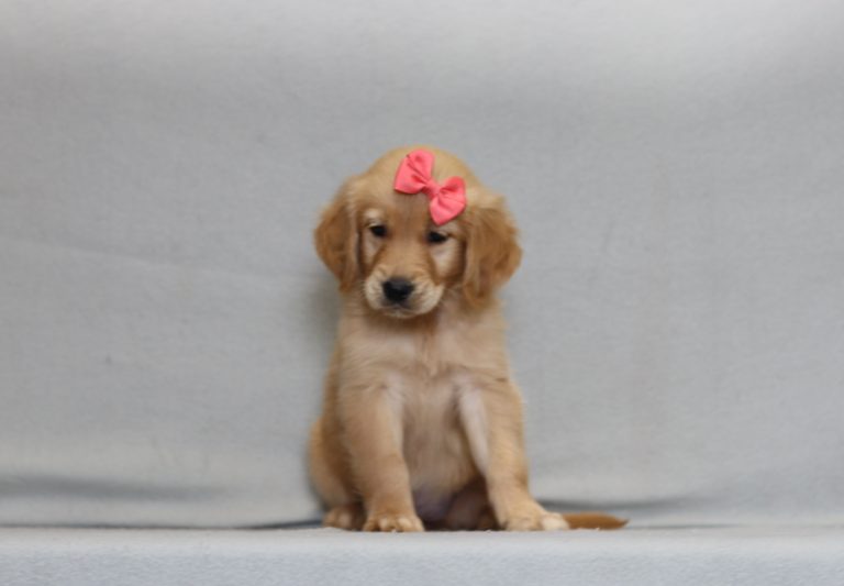 Golden retriever puppy with a pink bow on its head sitting on a gray sofa indoors.