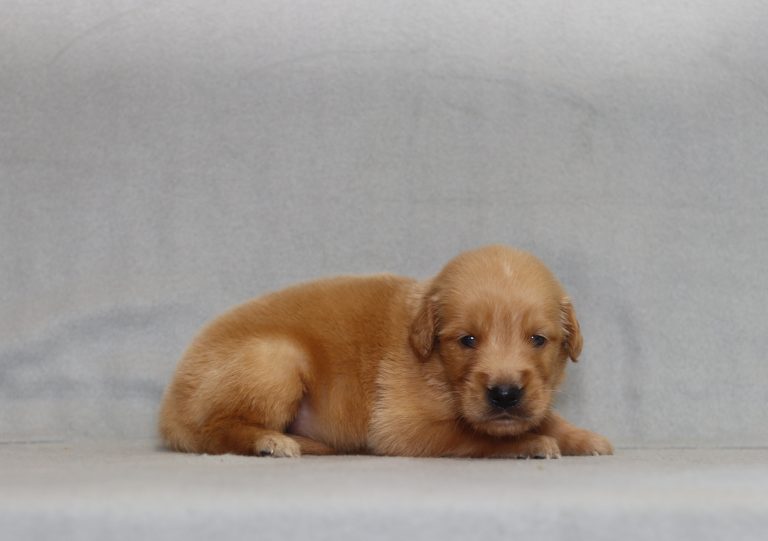 4155aa alex the golden retreiver-the puppy lodge