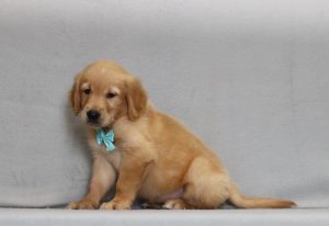 4155aaa alex the golden retreiver-the puppy lodge